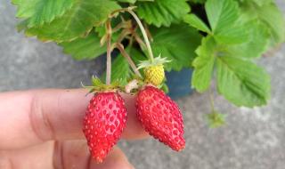 怎么种草莓的种子